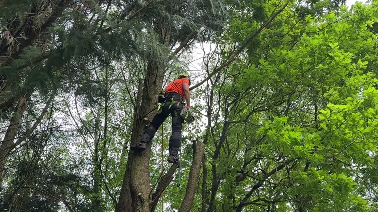 How Our Tree Care Process Works  in  Aztec, NM